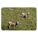 Recherche de trophée magnets Chasse