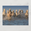 Recherche de cheval de camargue cartes postales Plage
