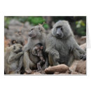 Search for monkey photography Safari