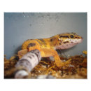 Recherche de geckos posters Nature