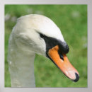Search for regal posters Bird