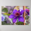 Search for clematis posters Purple