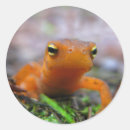 Recherche de salamandre autocollants Faune