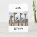 Search for funny chicken sayings postcards Photography