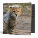 Search for mara binders Wildlife