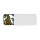 Search for tall photography Tree