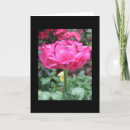 Recherche de grand debout Rose