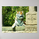 Search for endangered tigers posters Cats