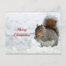 Search for cute squirrel pictures postcards Mammal