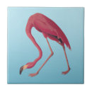 Recherche de rose flamant carreaux Oiseau tropical