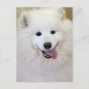 Recherche de samoyede cartes postales Canine
