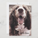 Recherche de springer spaniel vœux cartes Sympathie