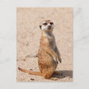 Recherche de suricate posters Sauvage