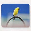 Search for goldfinch mousepads Bird