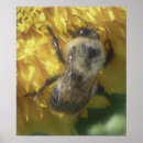 Search for bee love posters Insect