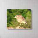 Search for heron canvas prints Animal