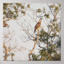 Recherche de hawker posters Faune