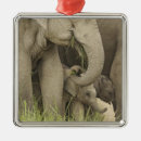 Search for indian elephant ornaments Grassland