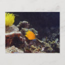 Search for angelfish postcards Animal