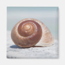 Search for florida seashells magnets Ocean
