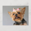Recherche de yorkshire terrier chien cartes postales Portrait