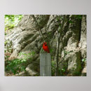 Search for backyard birds posters Nature
