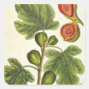 Recherche de figs stickers Botanique
