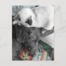 Recherche de bonjour amour cartes postales Chien