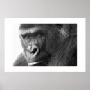 Search for ap photography Wildlife