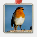 Search for red robin ornaments Wildlife
