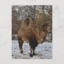 Search for bactrian postcards Camel