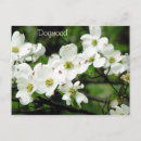 Recherche de dogwood cartes postales Bois de chien
