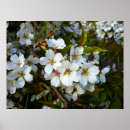 Recherche de arbres fruitiers art Fleurs