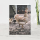 Search for chook Fowl