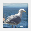 Recherche de mouette magnets Photographie