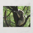 Search for australian koala postcards Tree