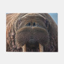 Recherche de pinniped Joint