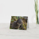 Search for otter photography Nature