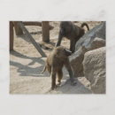 Search for monkey pictures postcards Primate