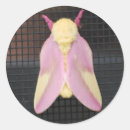 Recherche de moth autocollants Mois