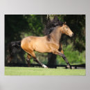 Search for buckskin horse posters Bob langrish