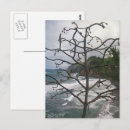 Search for ocean view postcards Tree