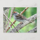 Search for chipping postcards Wildlife