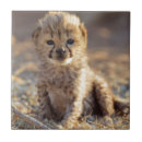 Recherche de guépards carreaux Bébé