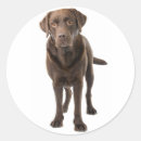 Recherche de labrador chocolat autocollants Brun
