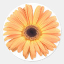 Search for gerberas stickers Nature
