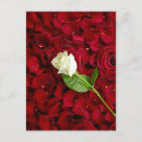 Search for rose red postcards Leaf