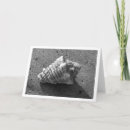 Search for conch shell cards Ocean