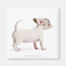 Search for side view magnets Dog