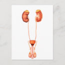 Search for gonad postcards Healthcare